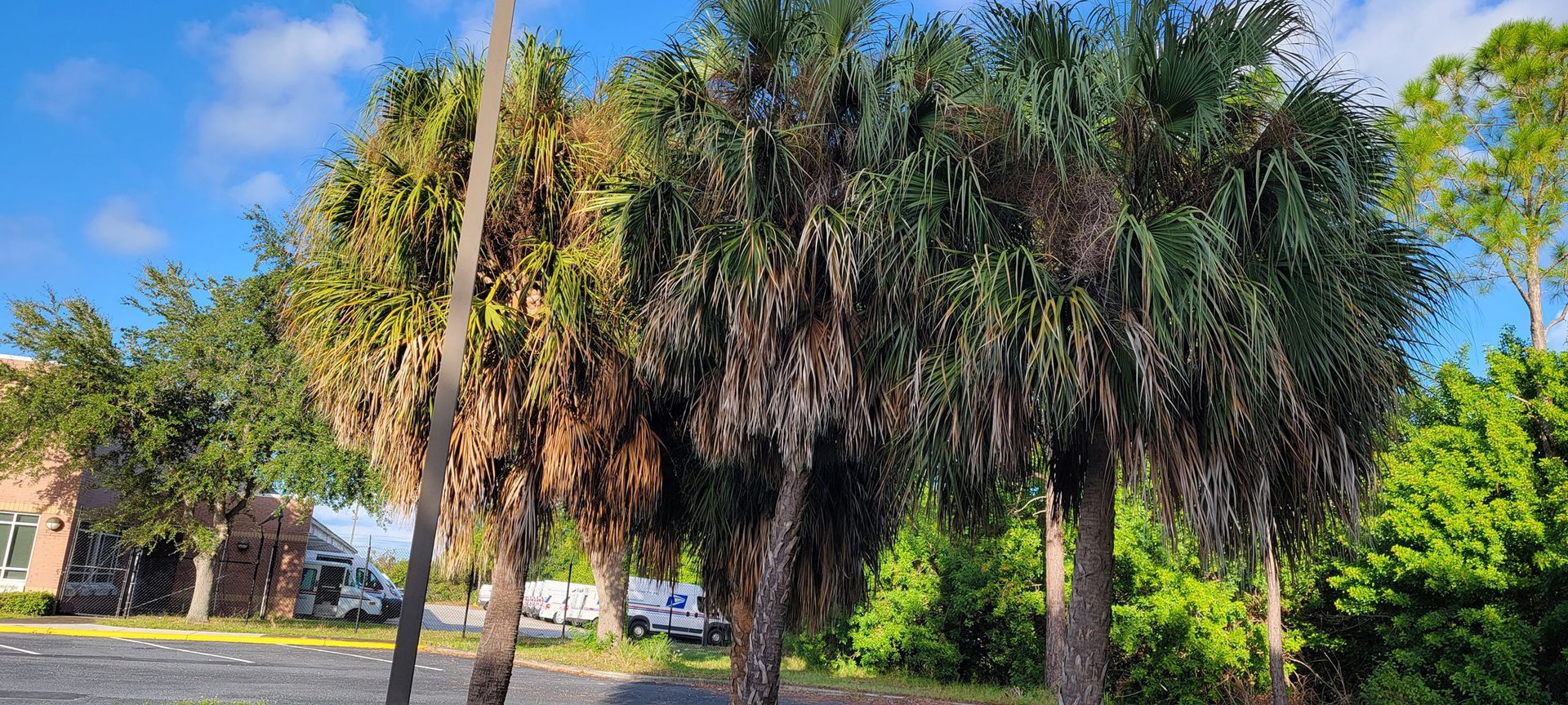 A row of palm trees in a parking lot on a sunny day.