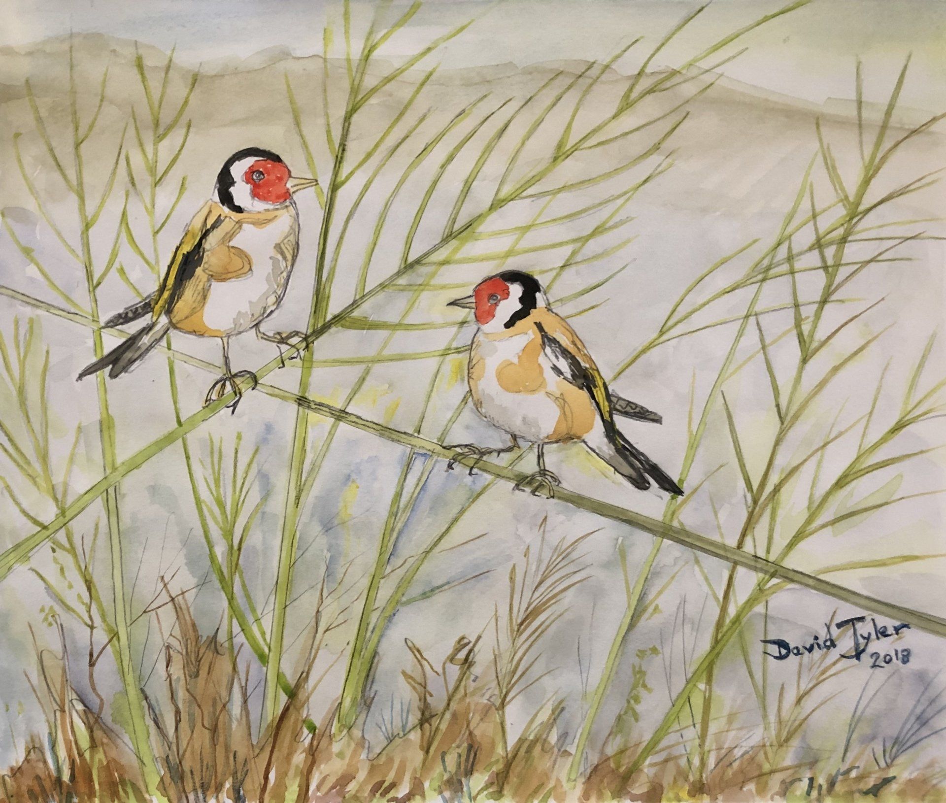 Goldfinches, Manilva, 2018