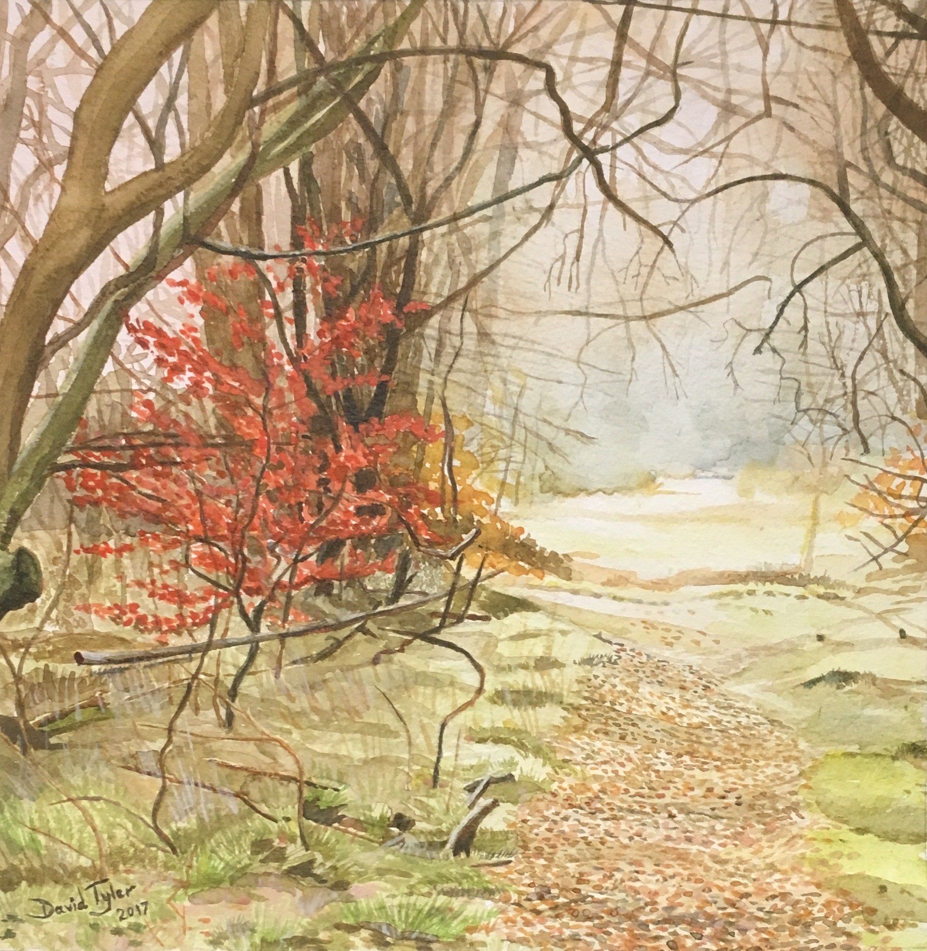 Savernake Forest in winter, Wiltshire, 2016