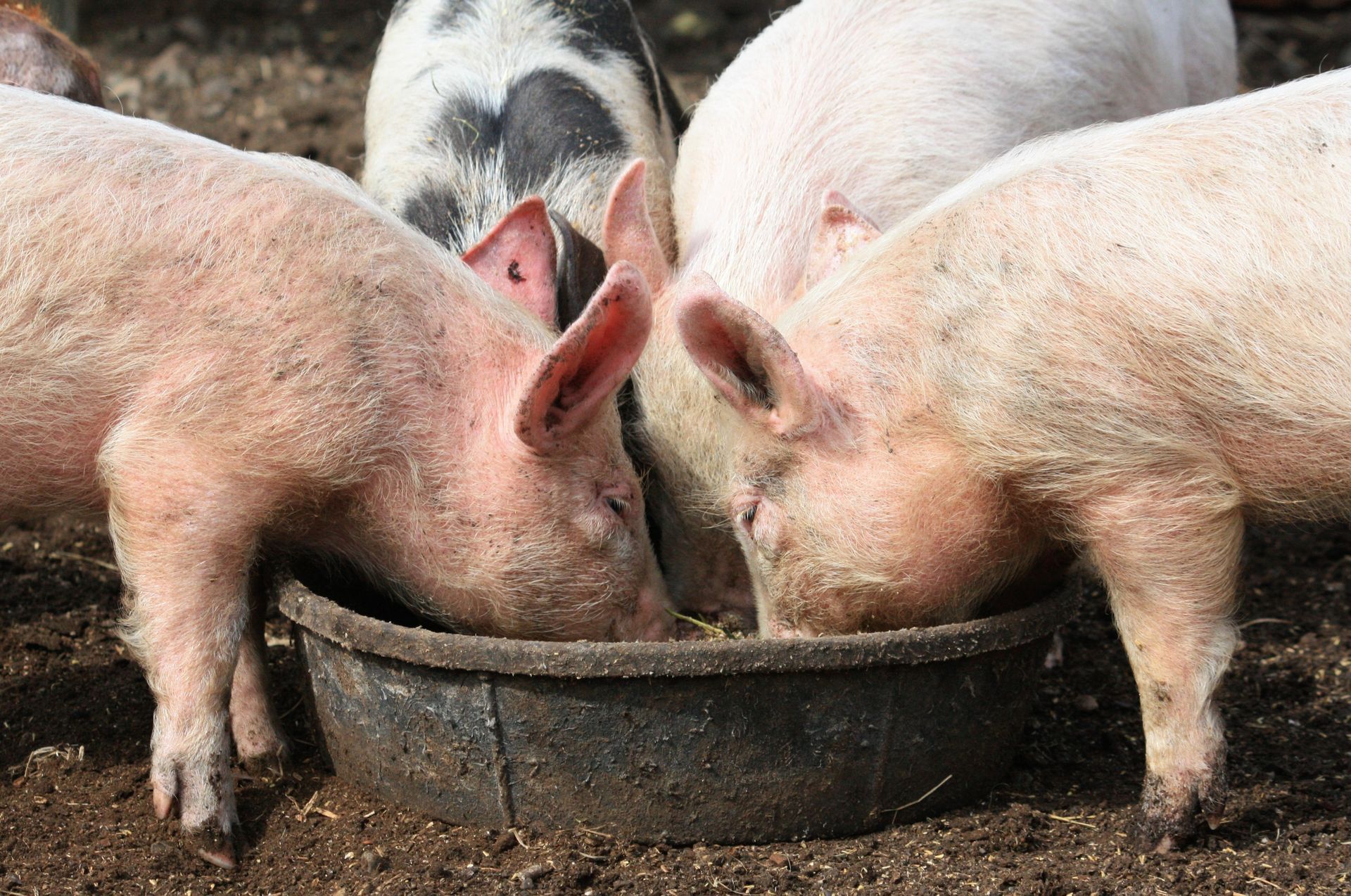 A group of pigs are eating from a bowl.
