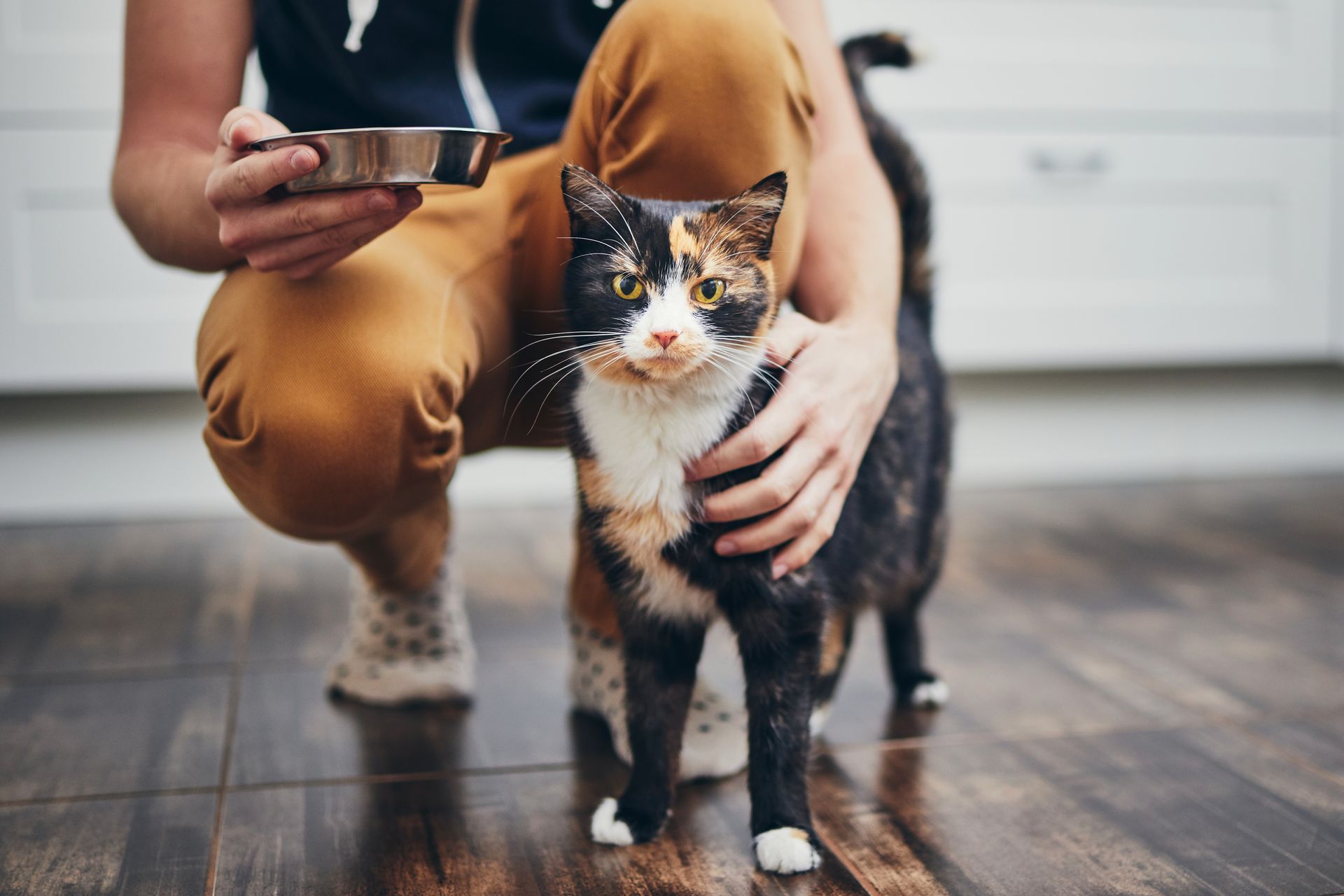 A person is kneeling down next to a cat and holding a bowl of food.