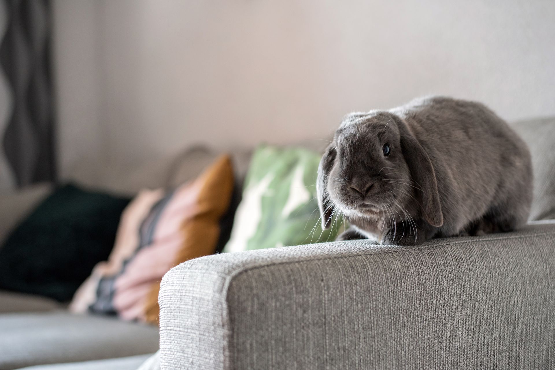 A rabbit is sitting on a couch in a living room.