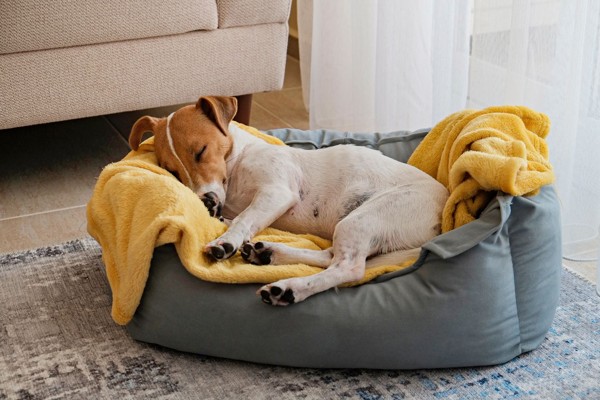 A dog is sleeping in a dog bed with a yellow blanket.