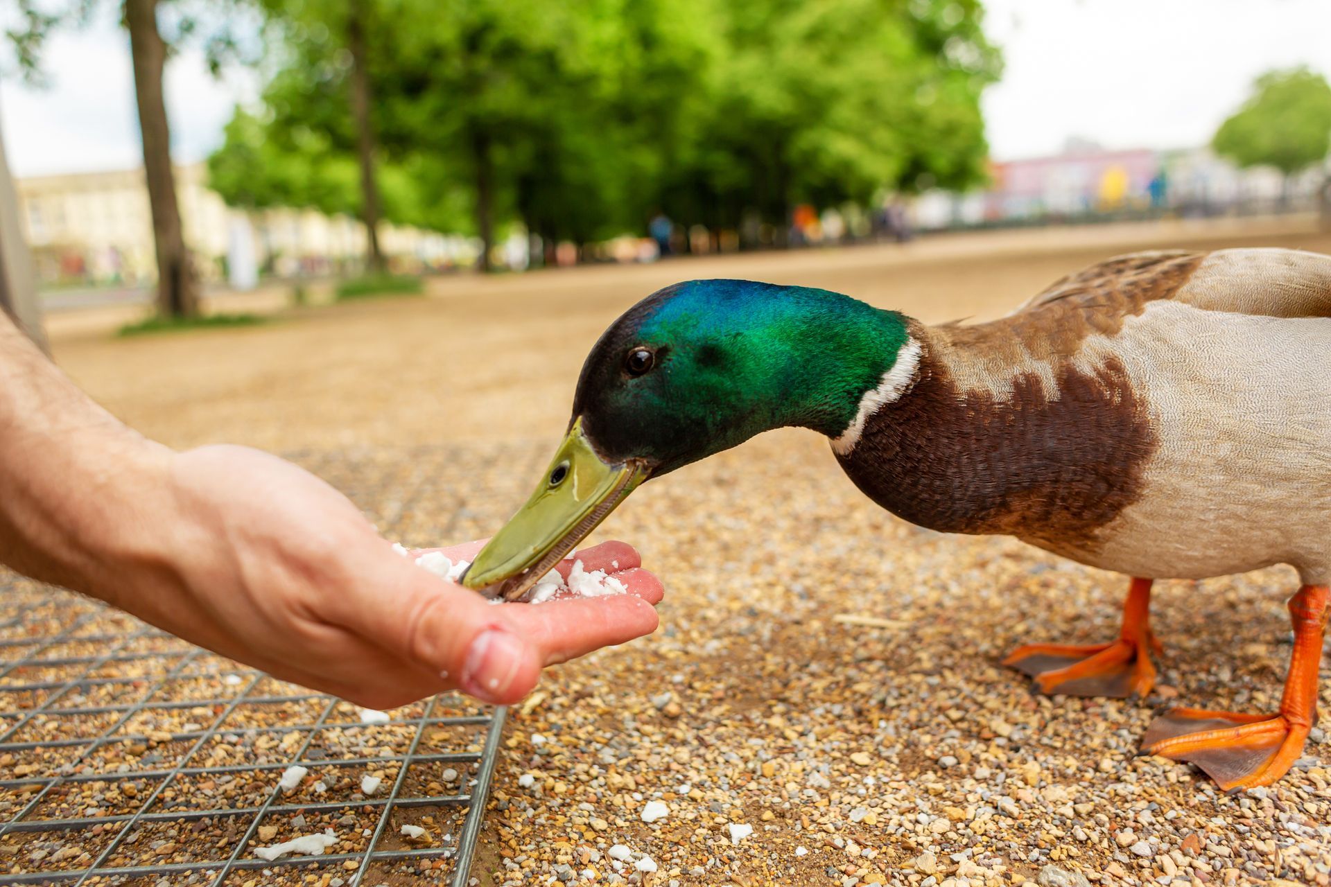 A person is feeding a duck from their hand.