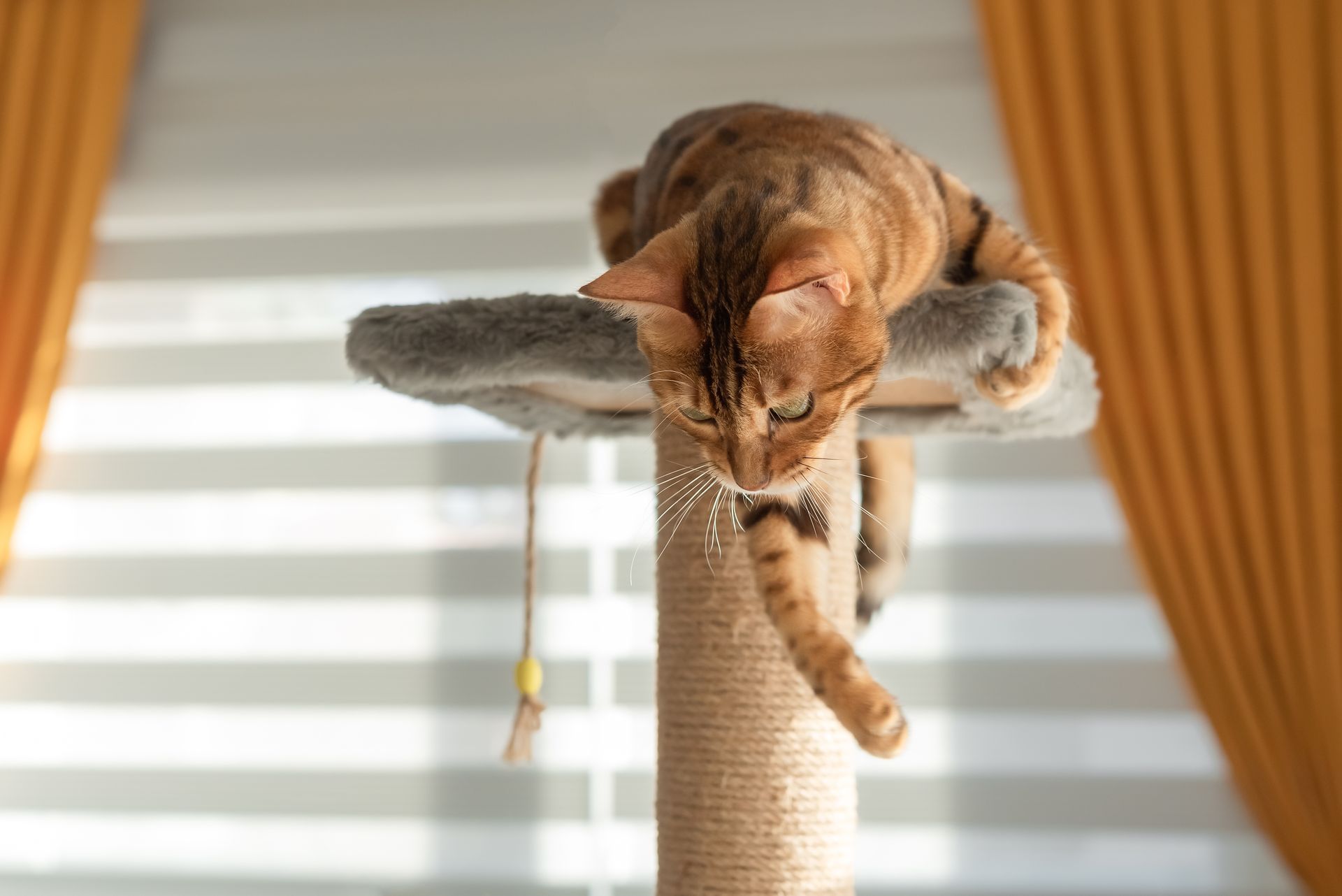 A cat is laying on top of a cat tree.