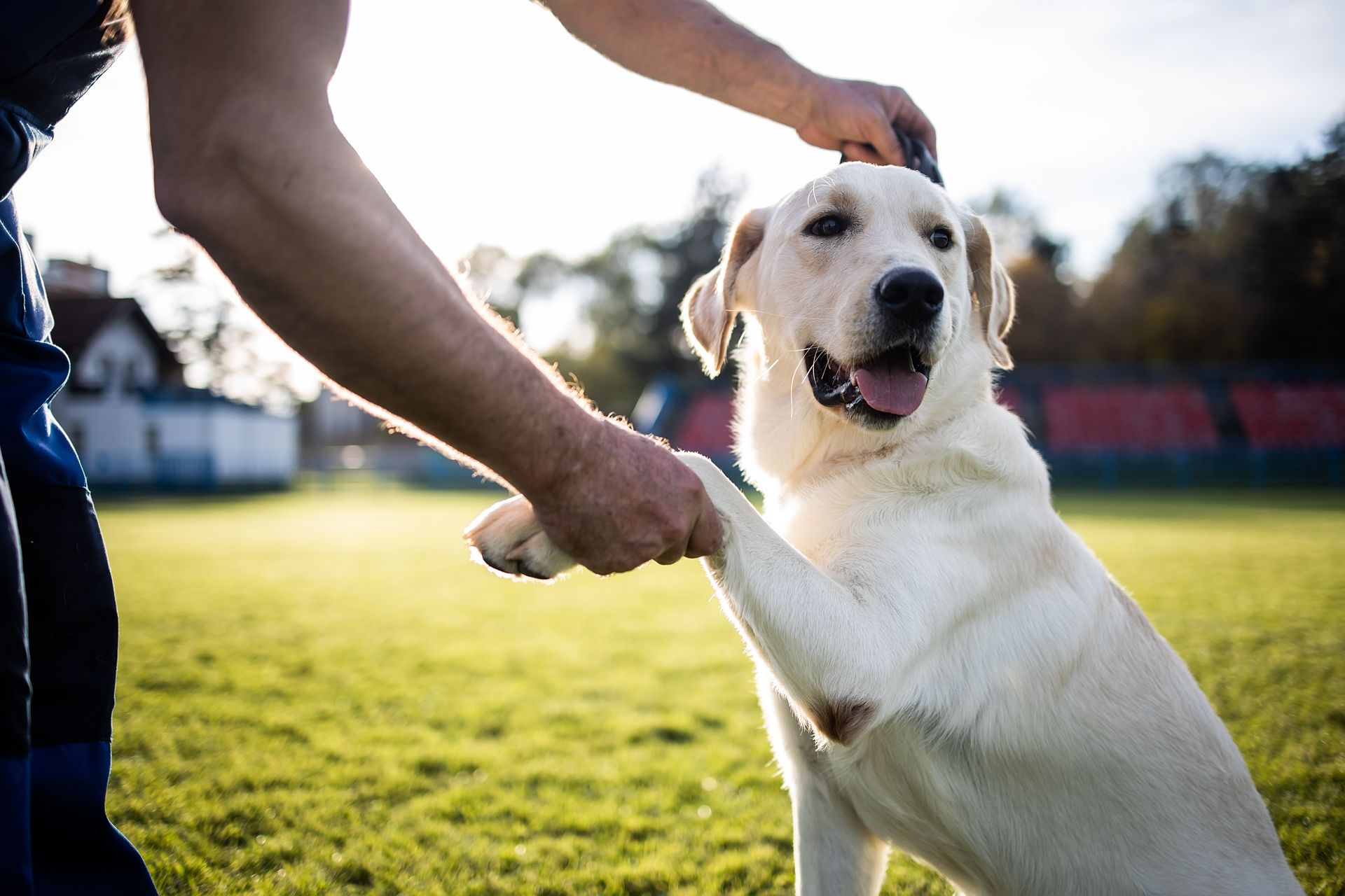 A man is petting a dog 's paw in a field.