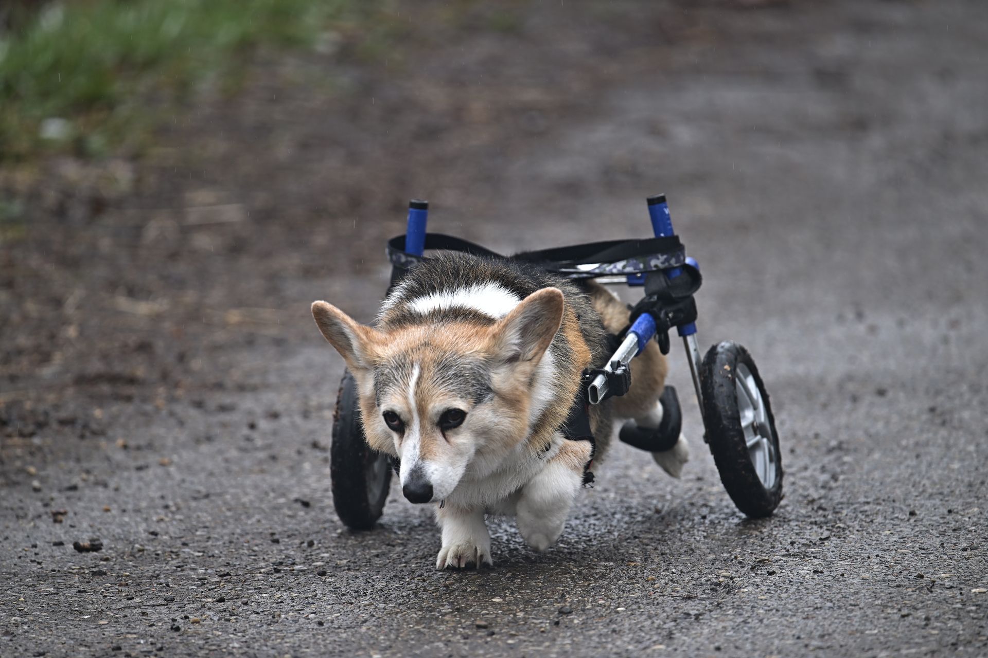 A dog in a wheelchair is walking down a dirt road.