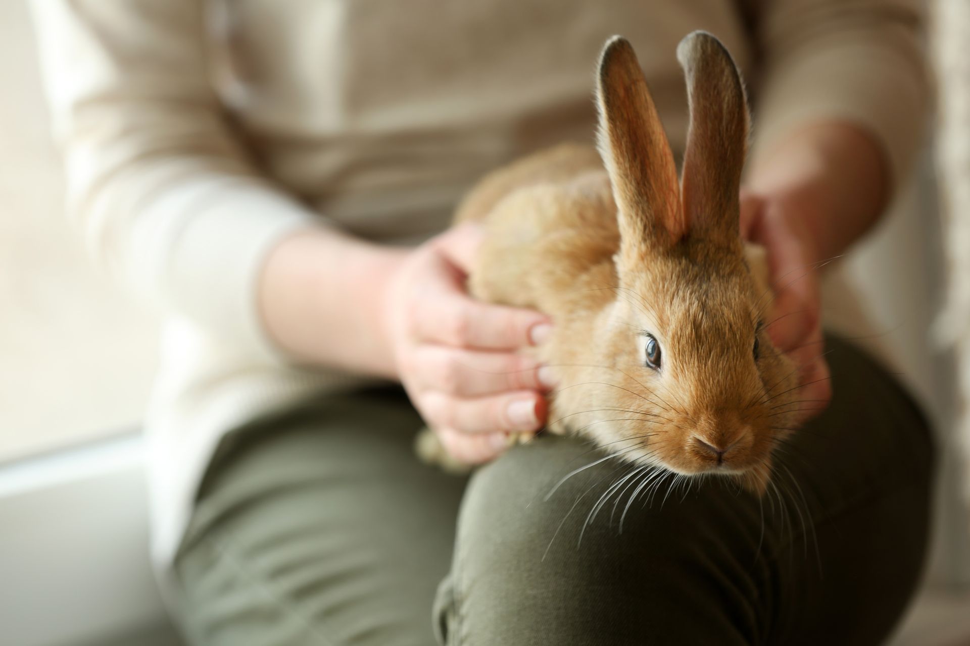 A person is holding a brown rabbit on their lap.