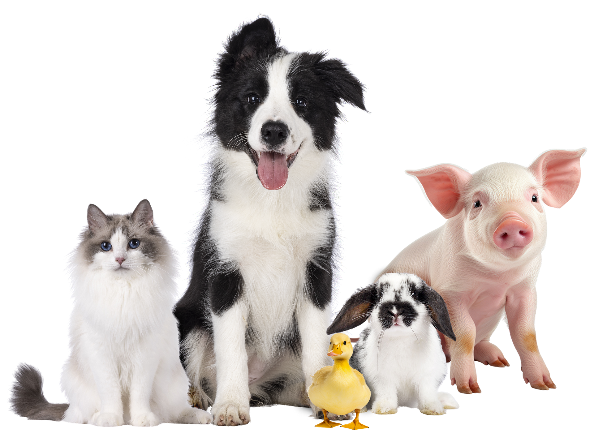 A dog a cat a pig and a duck are sitting next to each other
