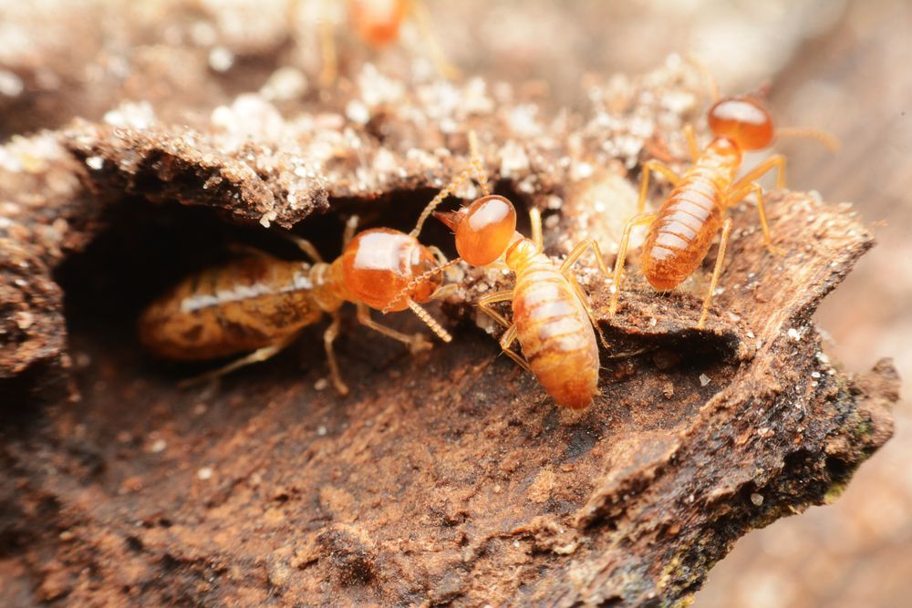 A Group of Termites Are Crawling on a Piece of Wood — Ray's Termite Protection & Pest Control in Maroochydore, QLD