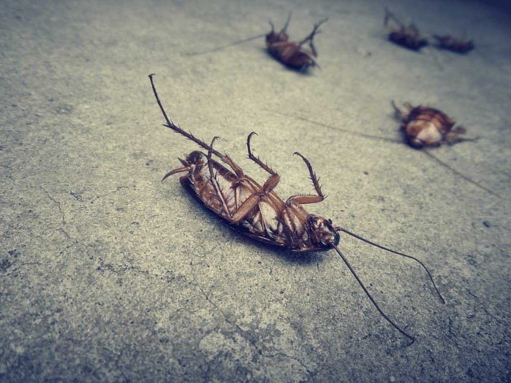 A Cockroach is Laying on Its Back on the Floor — Ray's Termite Protection & Pest Control in Maroochydore, QLD