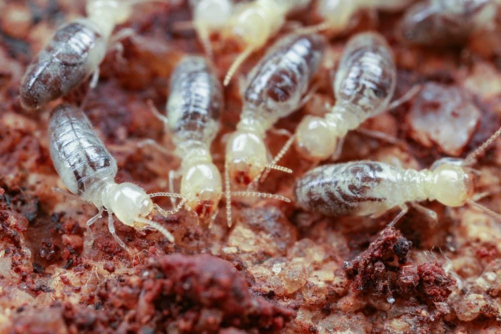 A Group of Termites Are Crawling on a Pile of Dirt — Ray's Termite Protection & Pest Control in Maroochydore, QLD