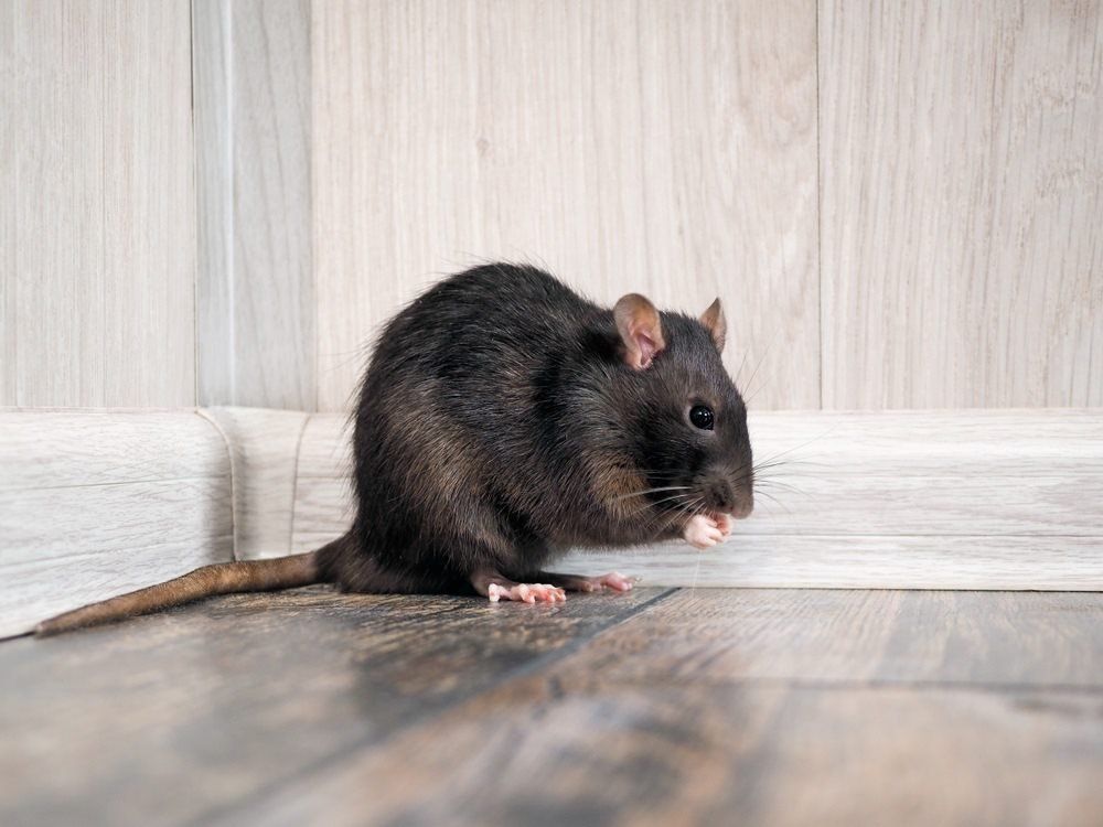 A Black Rat is Sitting on a Wooden Floor Next to a Wall — Ray's Termite Protection & Pest Control in Maroochydore, QLD