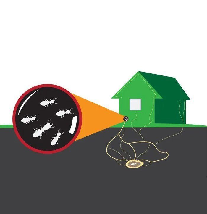 An Illustration of a House With a Bunch of Ants — Ray's Termite Protection & Pest Control in Maroochydore, QLD