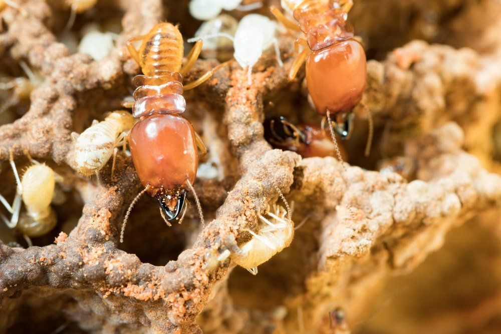A Group of Termites Are Sitting on Top of a Pile of Dirt — Ray's Termite Protection & Pest Control in Maroochydore, QLD
