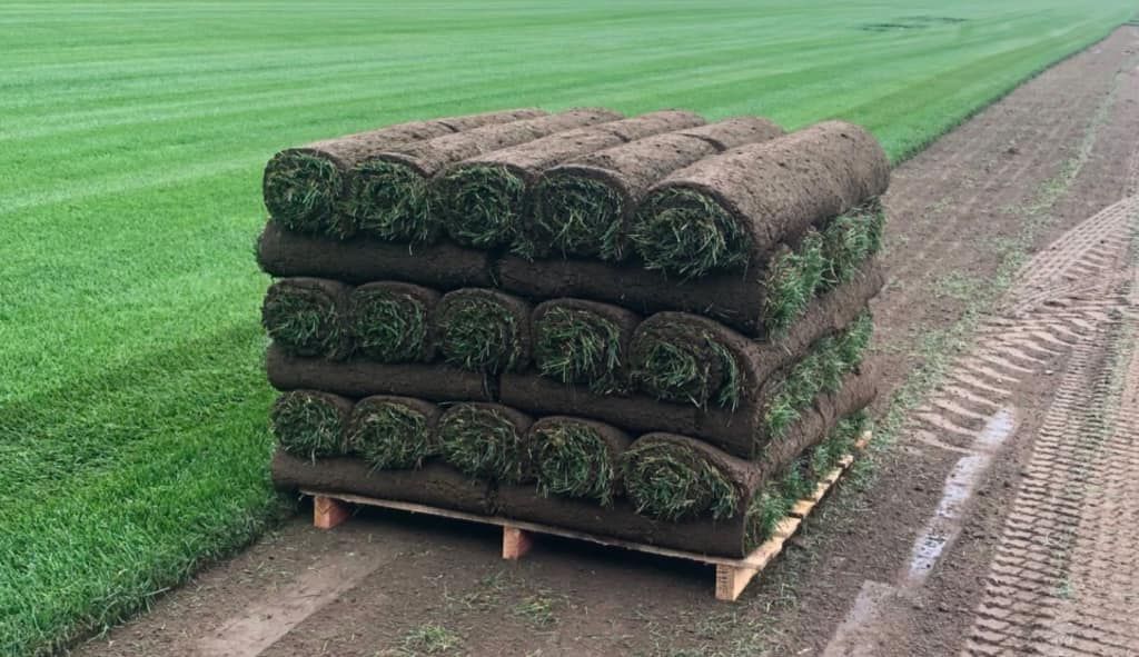 A pallet filled with rolls of turf is sitting in a field.