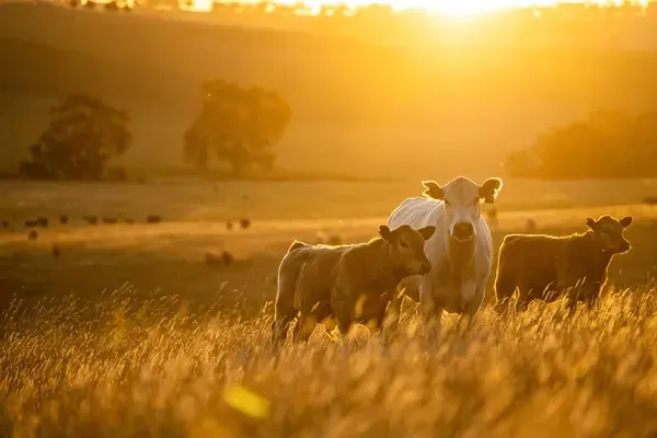 Cow calf in field