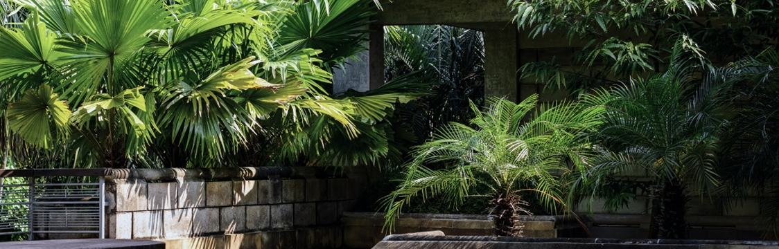 Lush green foliage frames a stone structure, possibly a doorway, in a garden setting.