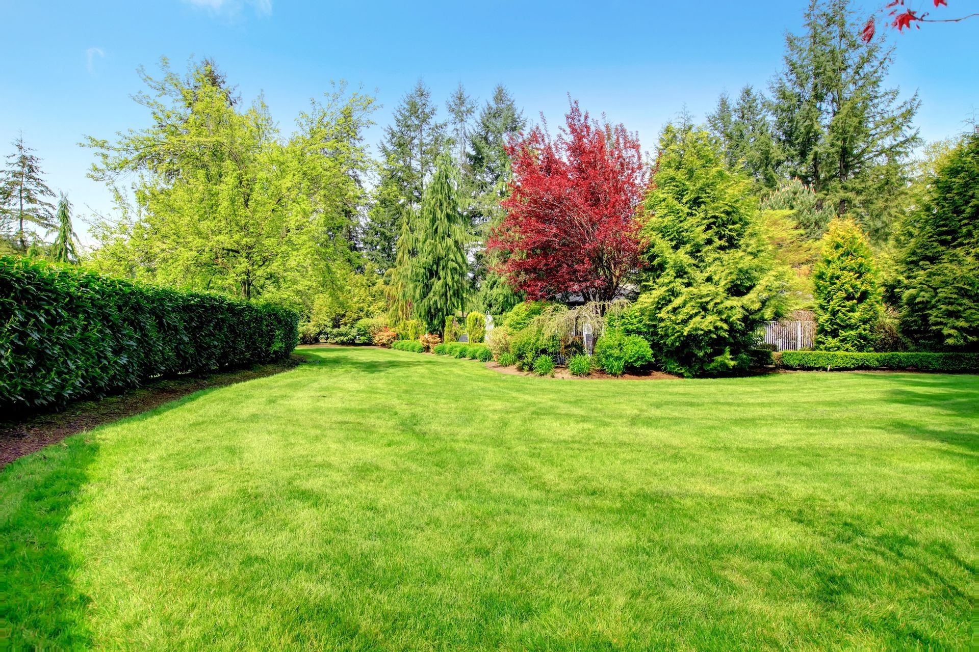 A lush green lawn surrounded by trees and bushes on a sunny day.