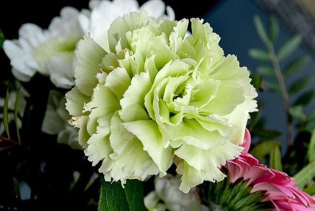 Soft green carnation symbolizing intimate remembrance through cremation services Dayton, WA.