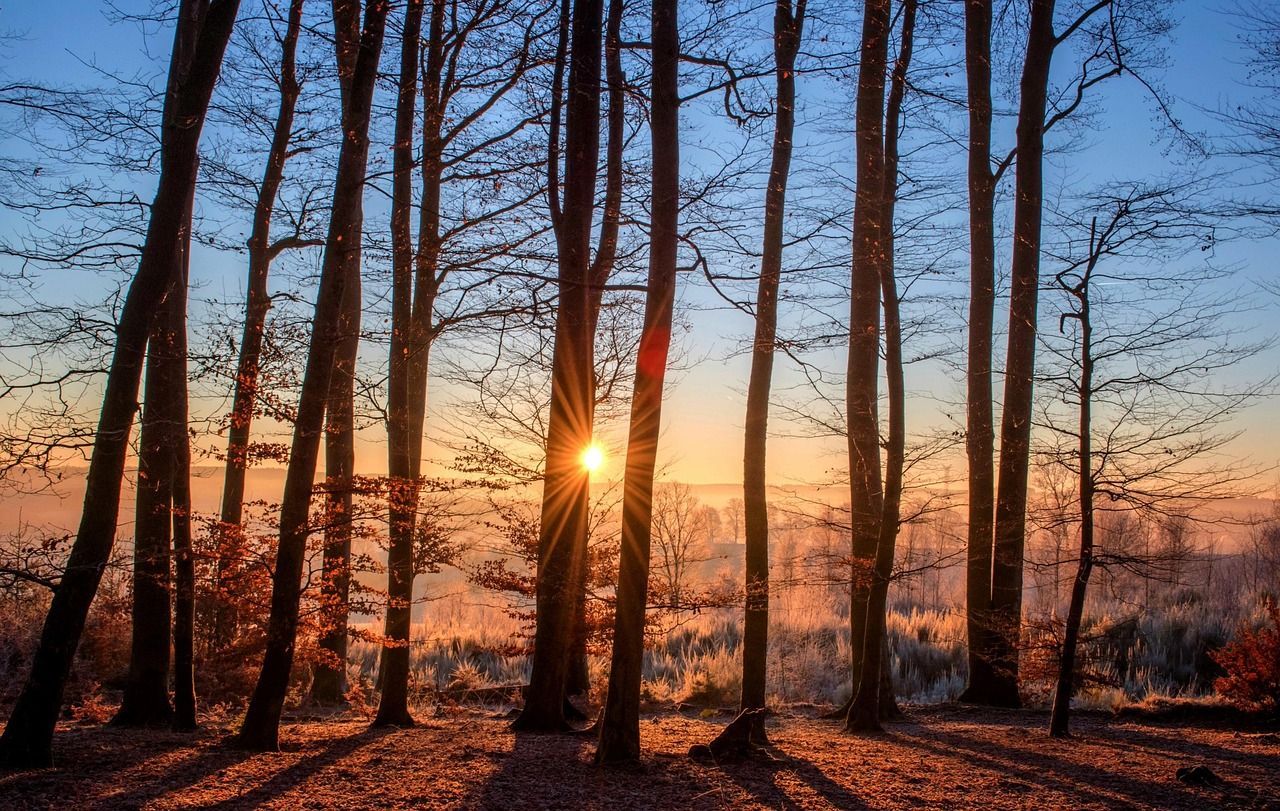 forest trees and sunset in Walla Walla, WA