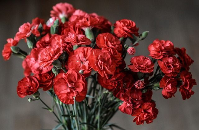 Red carnations symbolizing remembrance and personalized services from funeral homes Dayton, WA.