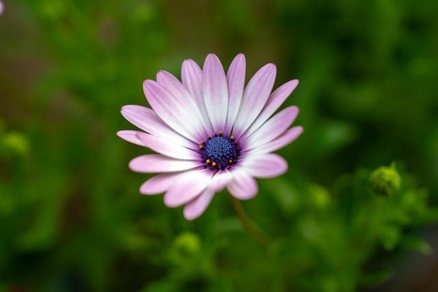 funeral homes Walla Walla, WA