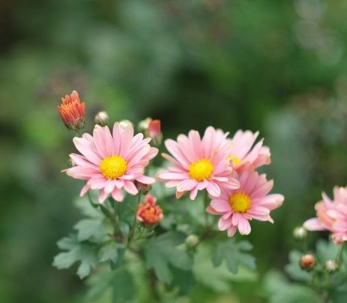 Pink flowers in garden remembrance and support from funeral homes in Milton-Freewater, OR.