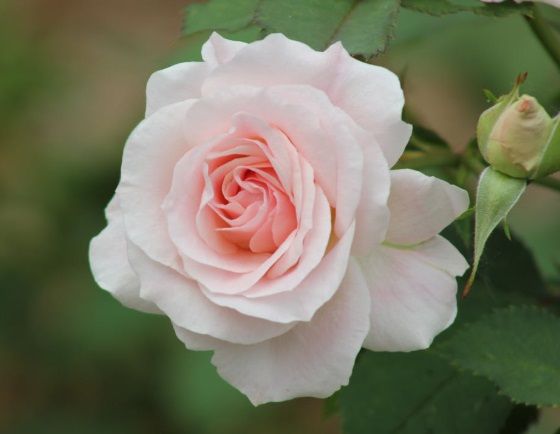 Soft pink rose in bloom symbolizing remembrance and reflection in Milton-Freewater, OR.