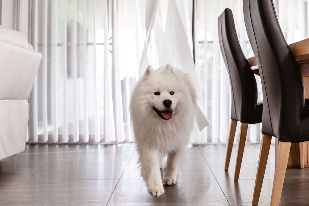 A White Dog is Walking in a Living Room Next to a Table and Chairs — TT Shutters & Shading In Ballina, NSW