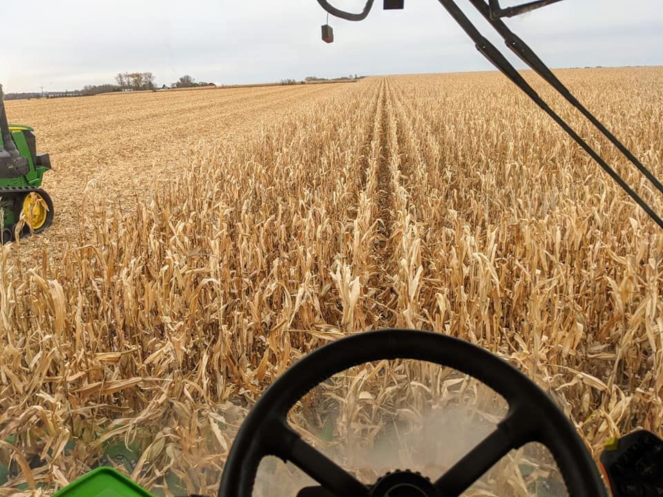 A person is driving a tractor through a corn field.
