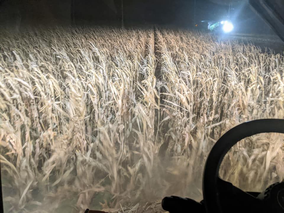 A person is driving a tractor through a corn field at night.