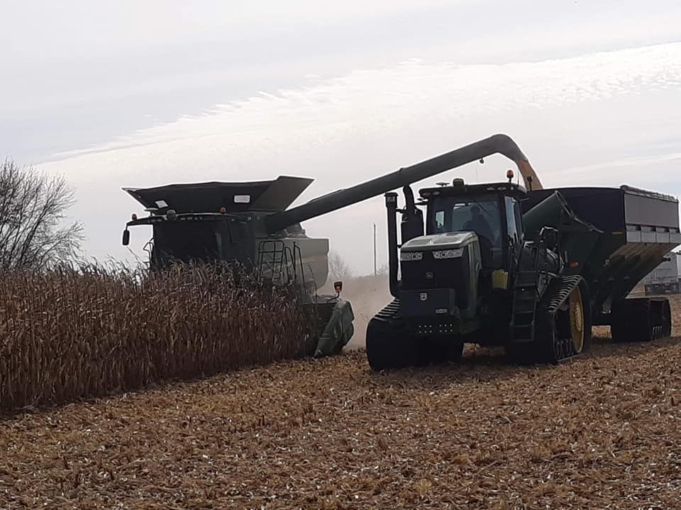 A combine harvester is being used to harvest corn in a field.