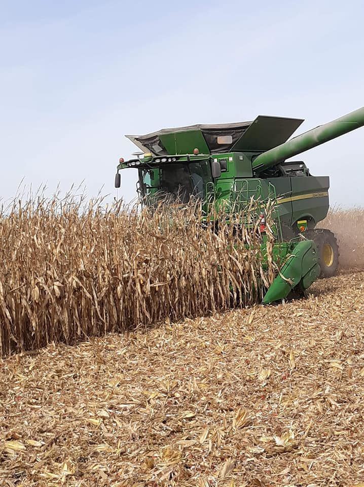 A combine harvester is cutting corn in a field.