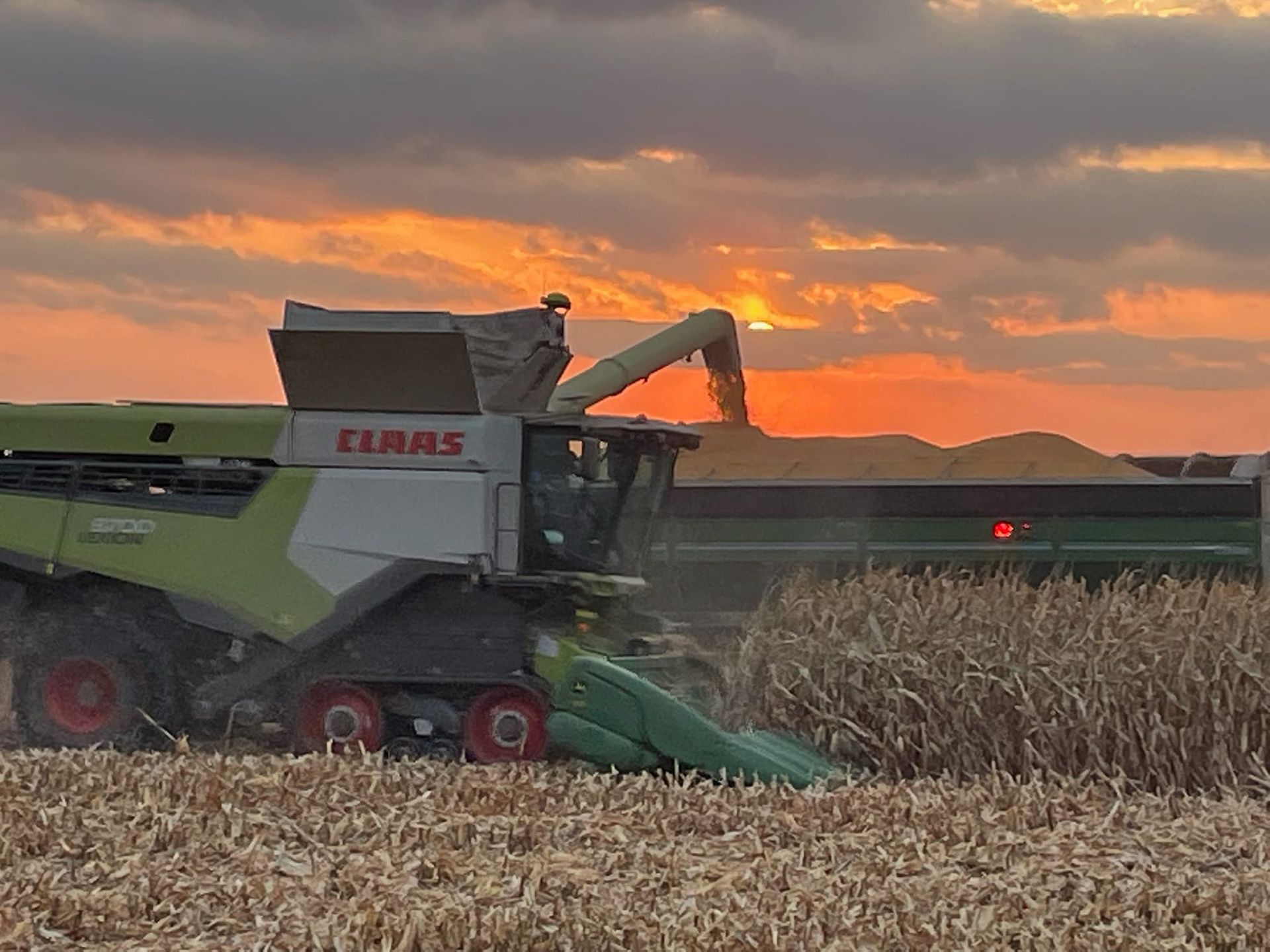 A claas combine harvester is working in a corn field at sunset