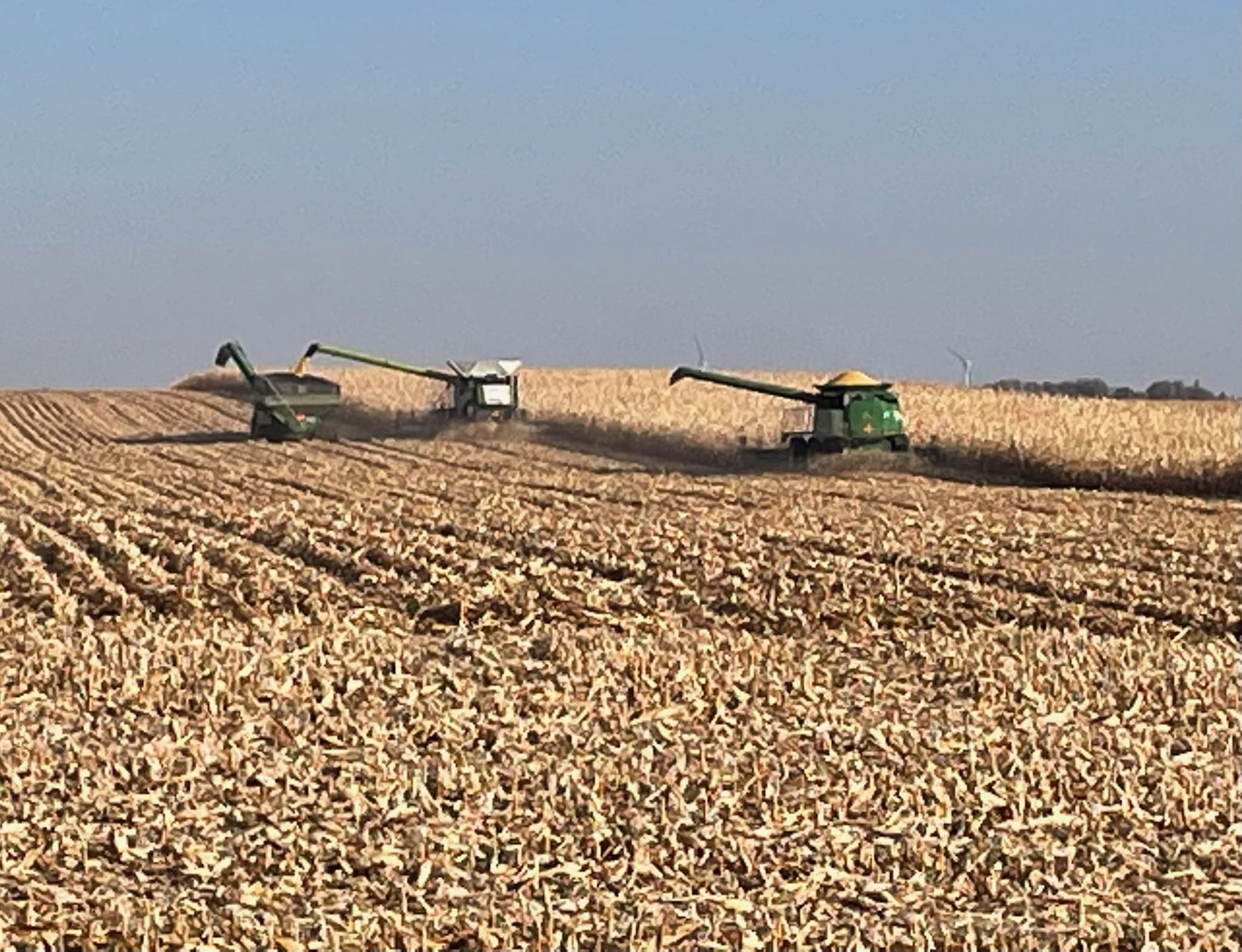 Two combine harvesters are working in a field of corn.