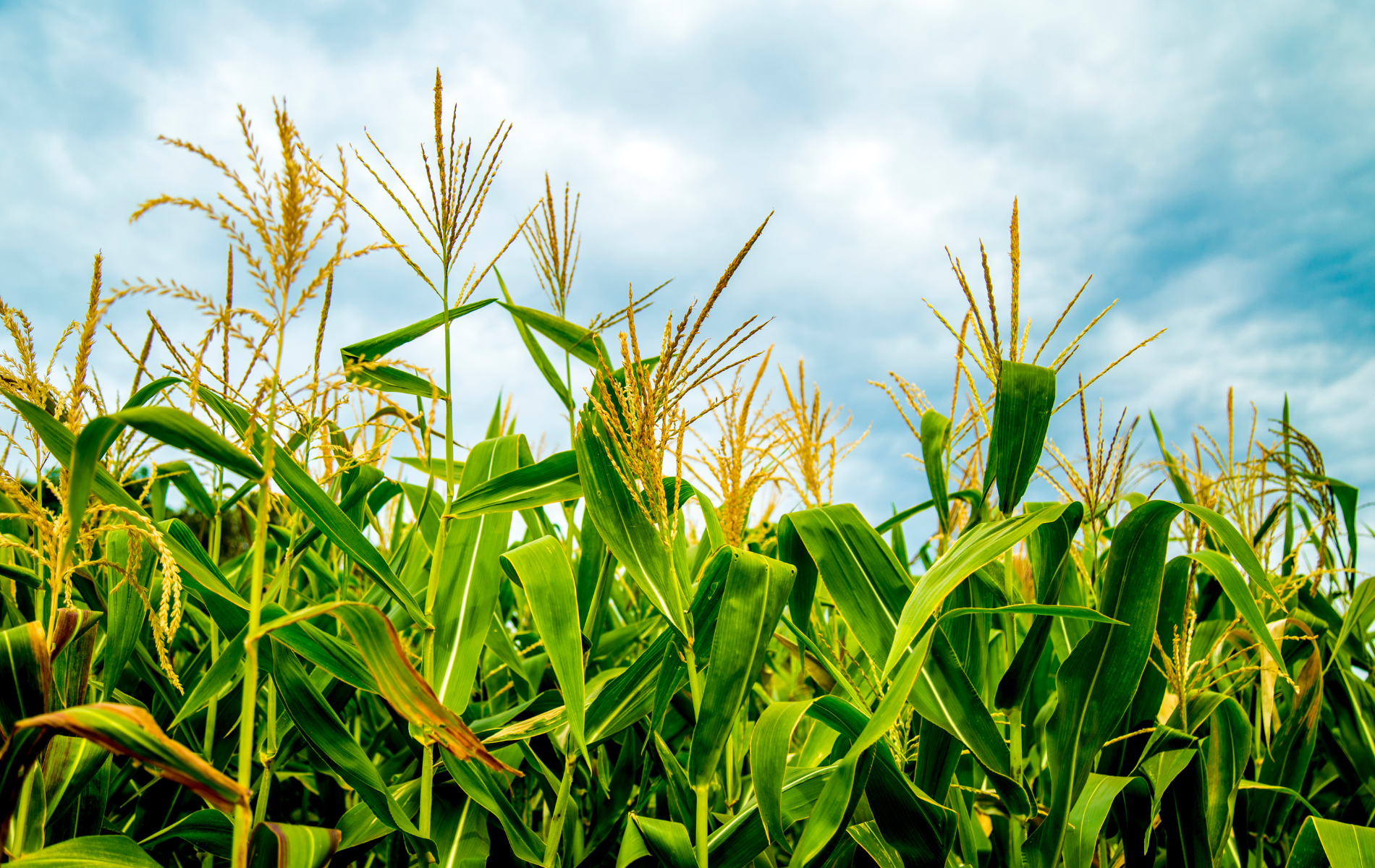 A corn field with a blue sky in the background