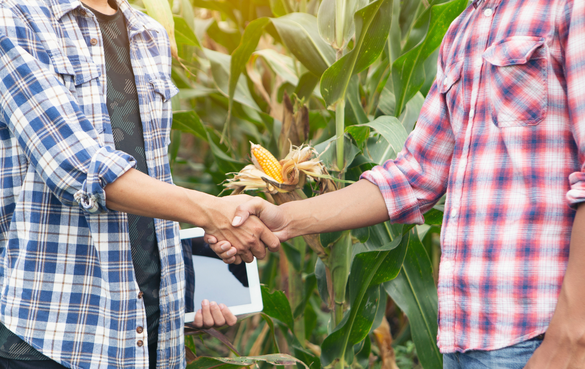 Two men are shaking hands in front of a corn field.