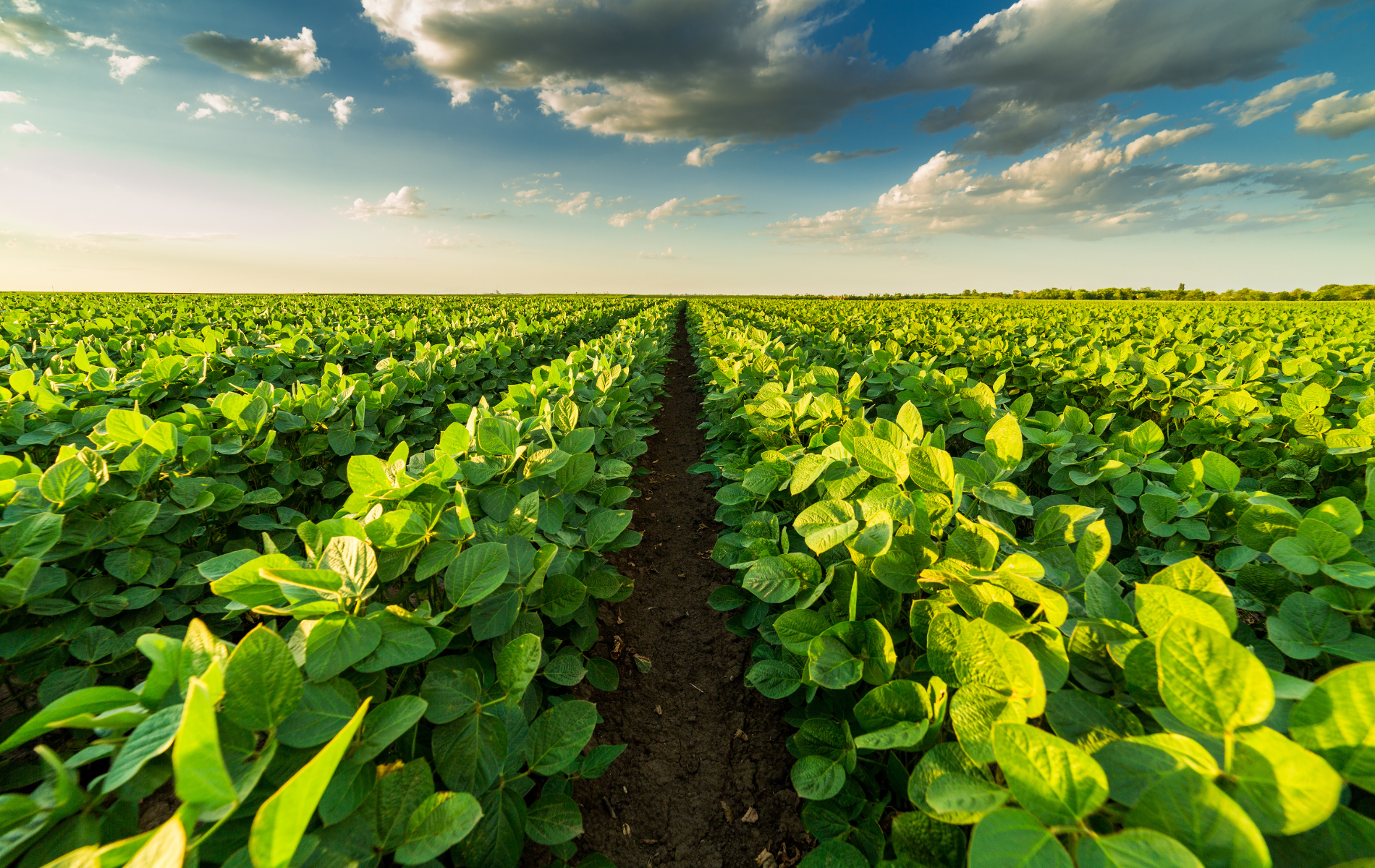 A row of green plants growing in a field with a cloudy sky in the background.