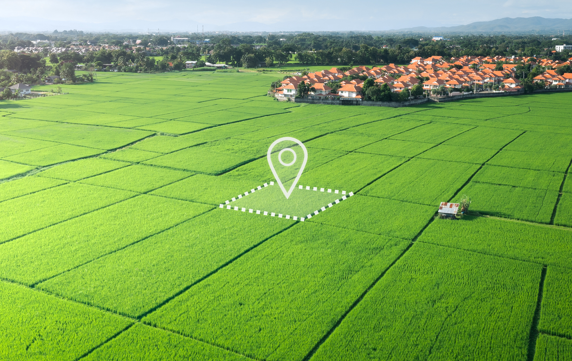 Aerial view of a green rice field with a location marker overlaid, next to a residential area.
