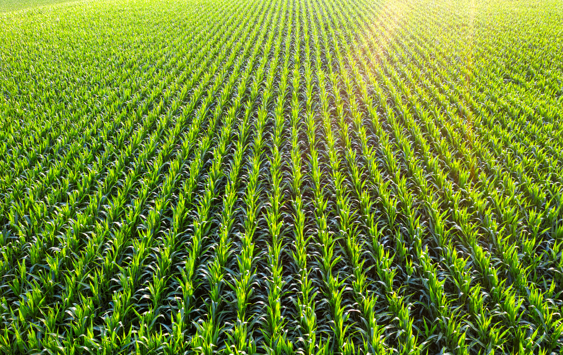 The sun is shining through the rows of corn plants in a field.