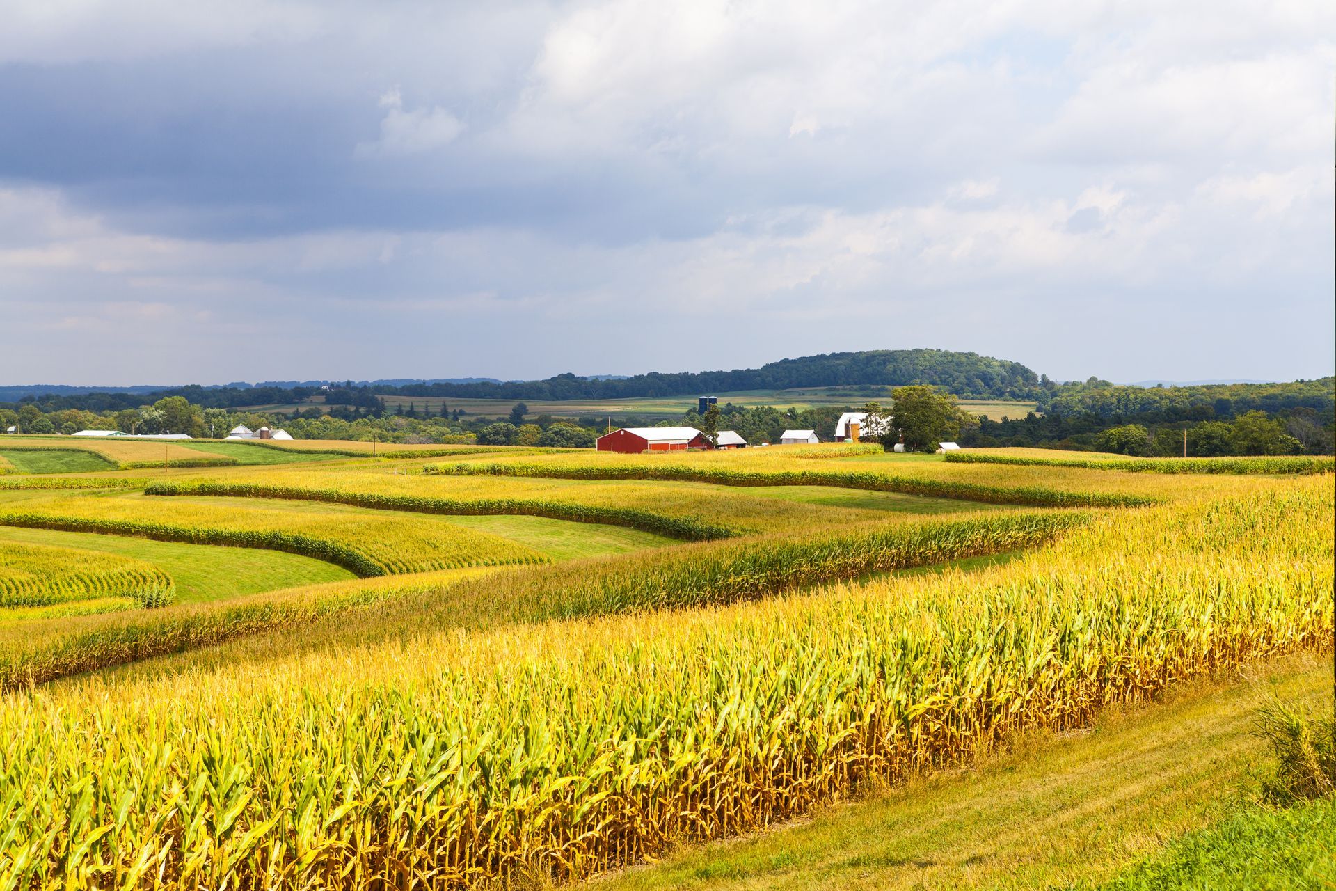 Fields of golden corn in terraces, with a red barn and buildings in the distance under a cloudy sky.