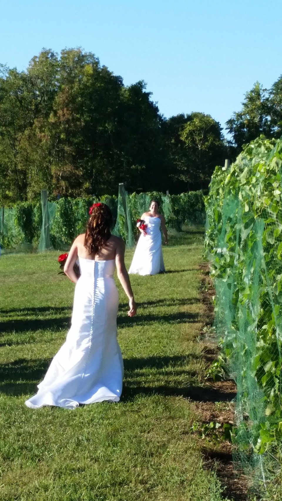 Vineyard Weddings 2