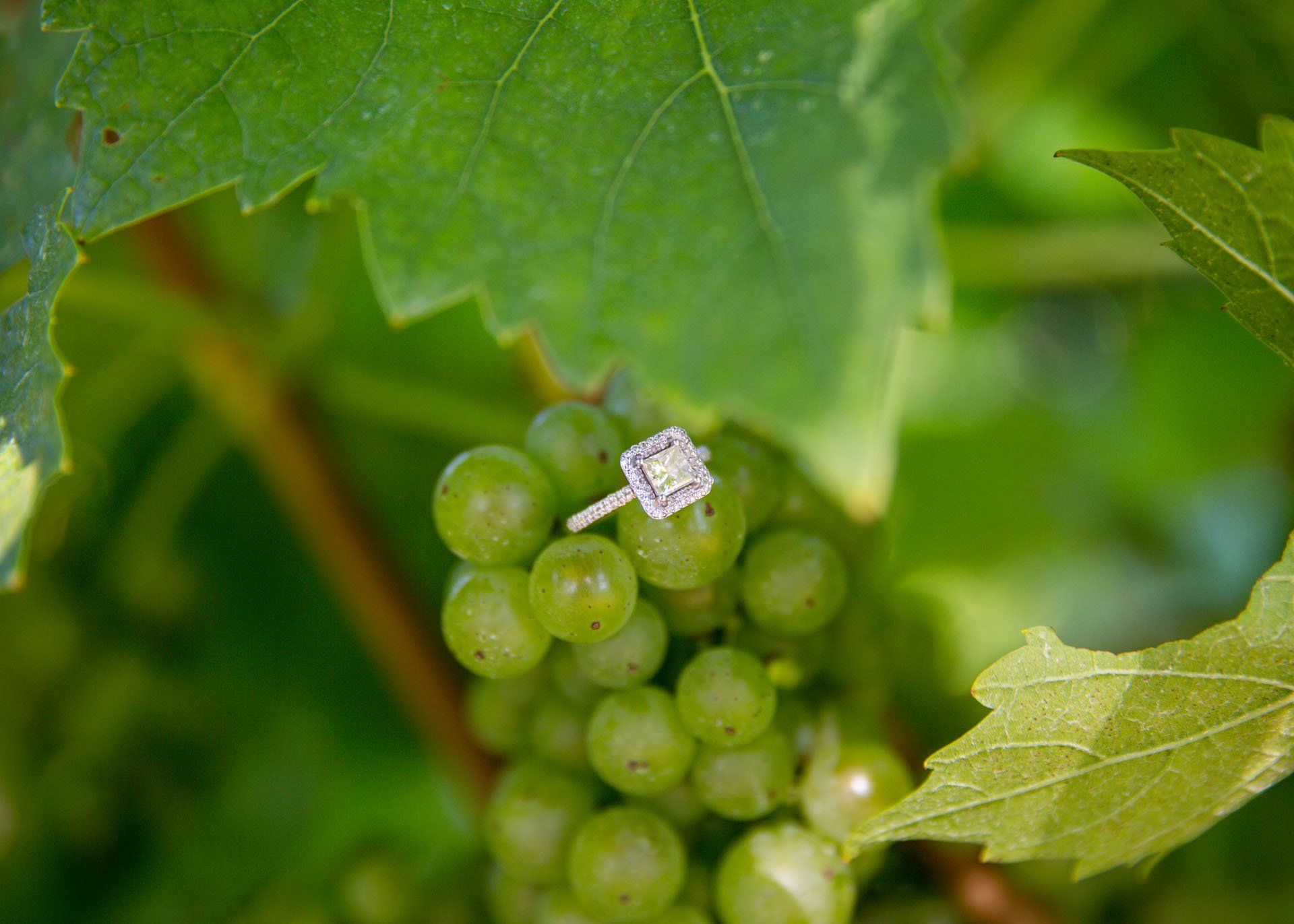 Vineyard Wedding Montville, CT | Preston Ridge Vineyard