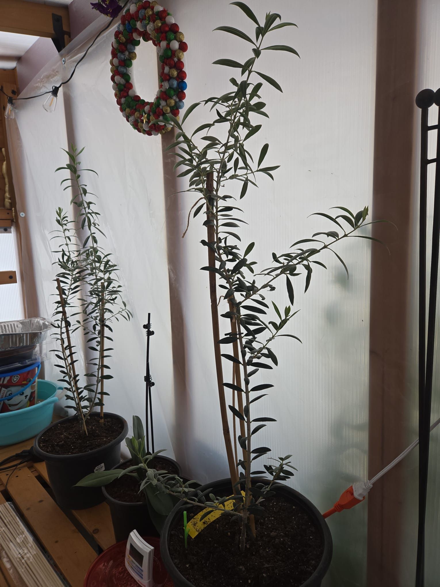 Olive trees thriving indoors in a Canadian greenhouse