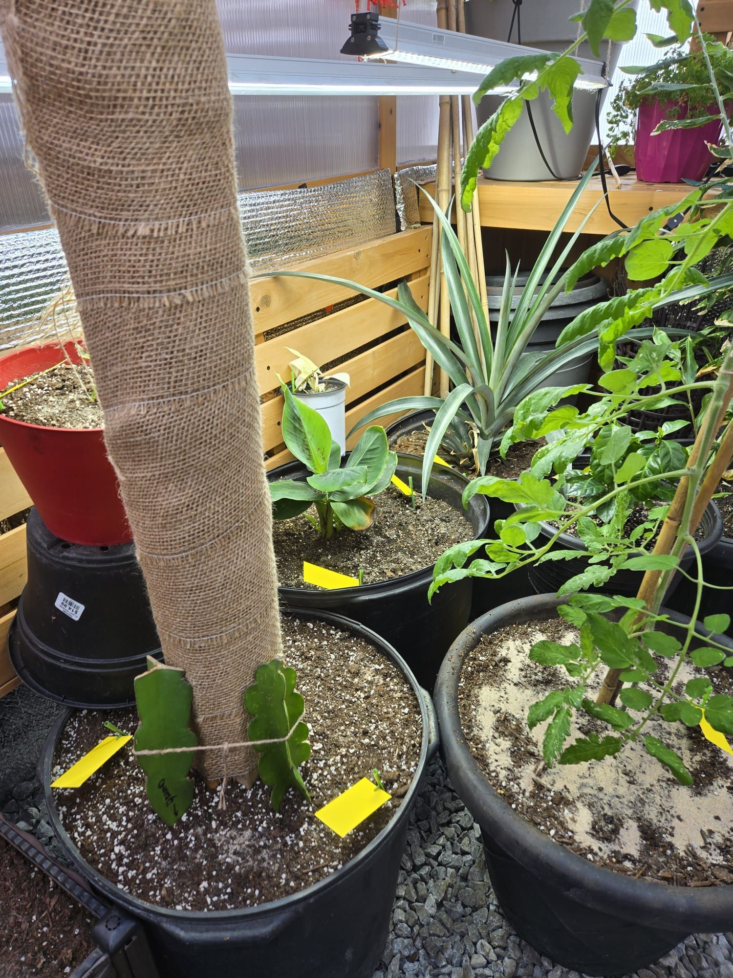 Tropical pineapple mango and dragon fruit in greenhouse