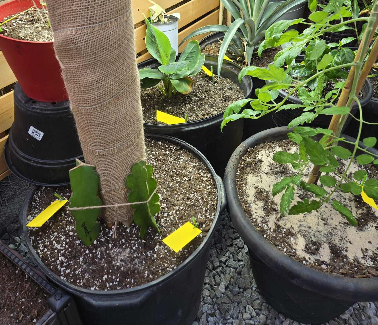 Tropical plants growing in a Canadian greenhouse during winter