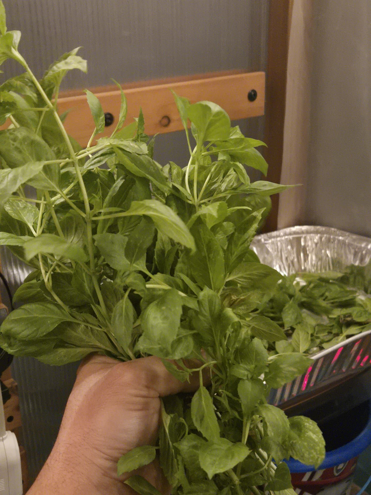 Winter basil harvest growing inside a Canadian greenhouse