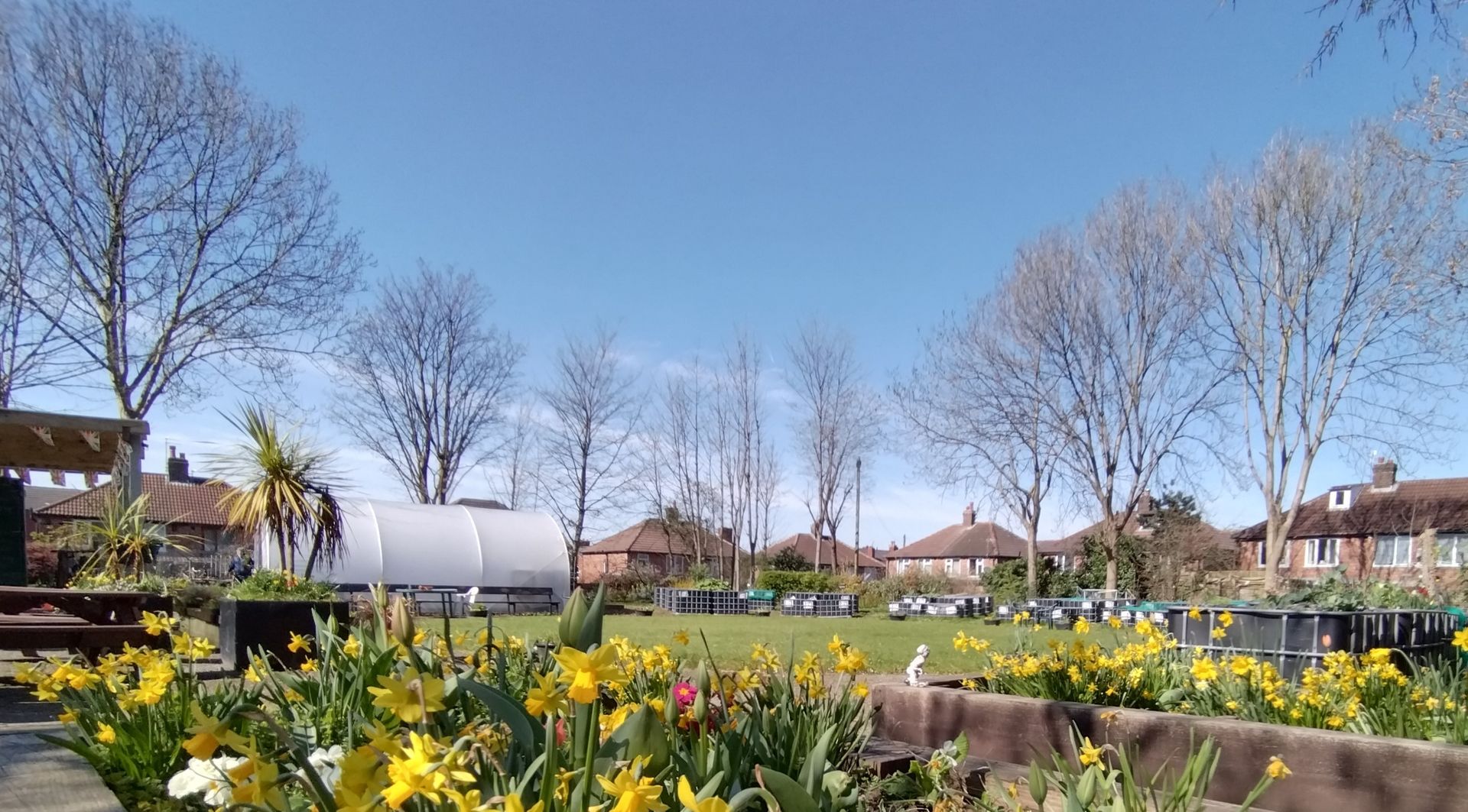A field of yellow flowers in a park with trees in the background.