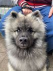 A keeshond smiles during dog training